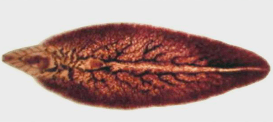 Krūvos šoninė